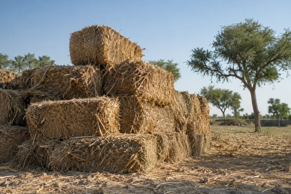 Stack of crop residue bales at a farm edge with khejri trees behind
