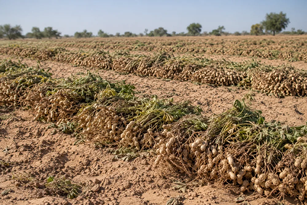 Groundnut plants drying in rows on sandy soil after harvest