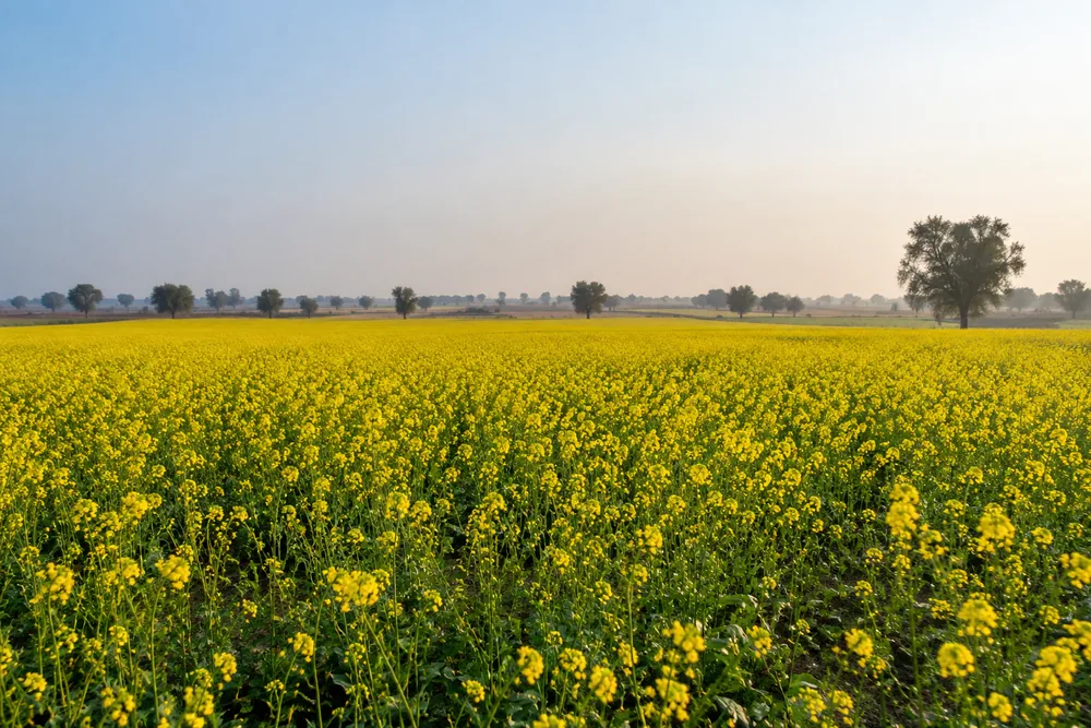 Mustard field in yellow bloom near Bikaner in soft morning light