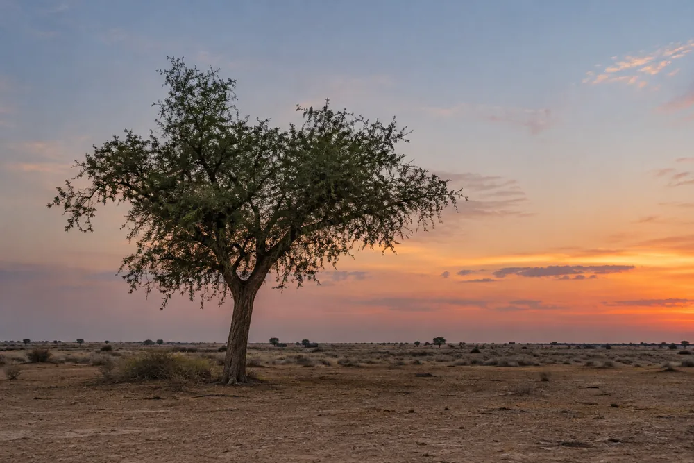 A lone khejri tree on flat land at dusk