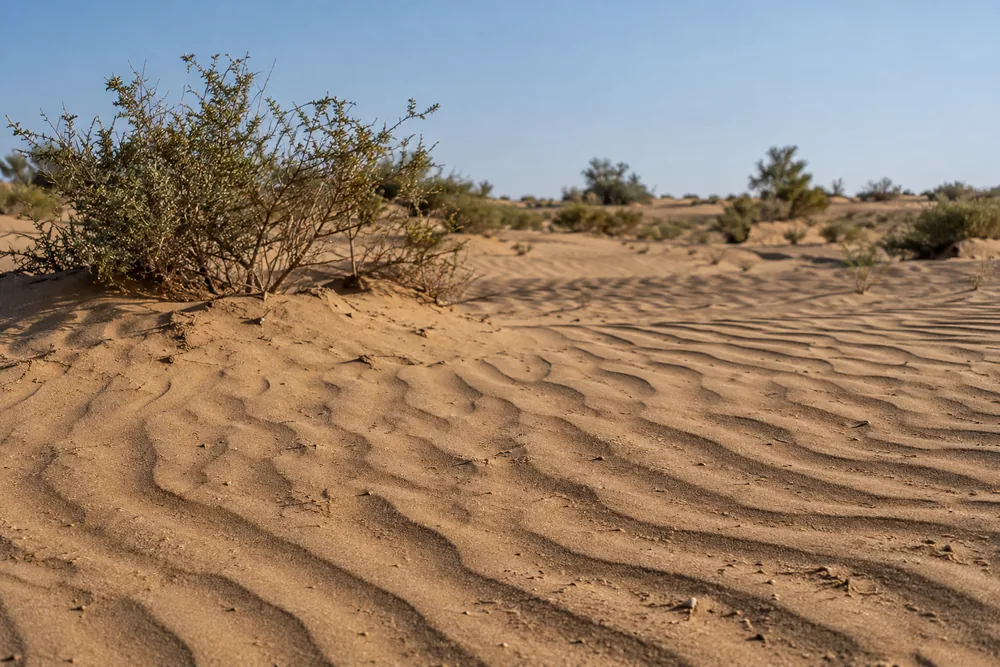 Wind ripples on Thar desert sand with scrub plants