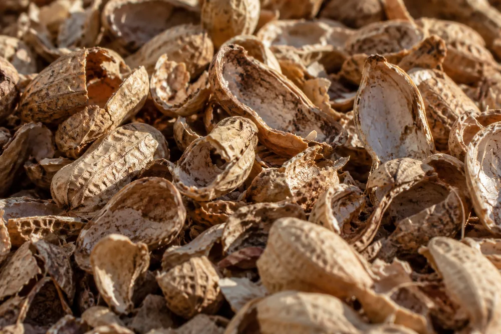 Cracked groundnut shells in warm side light