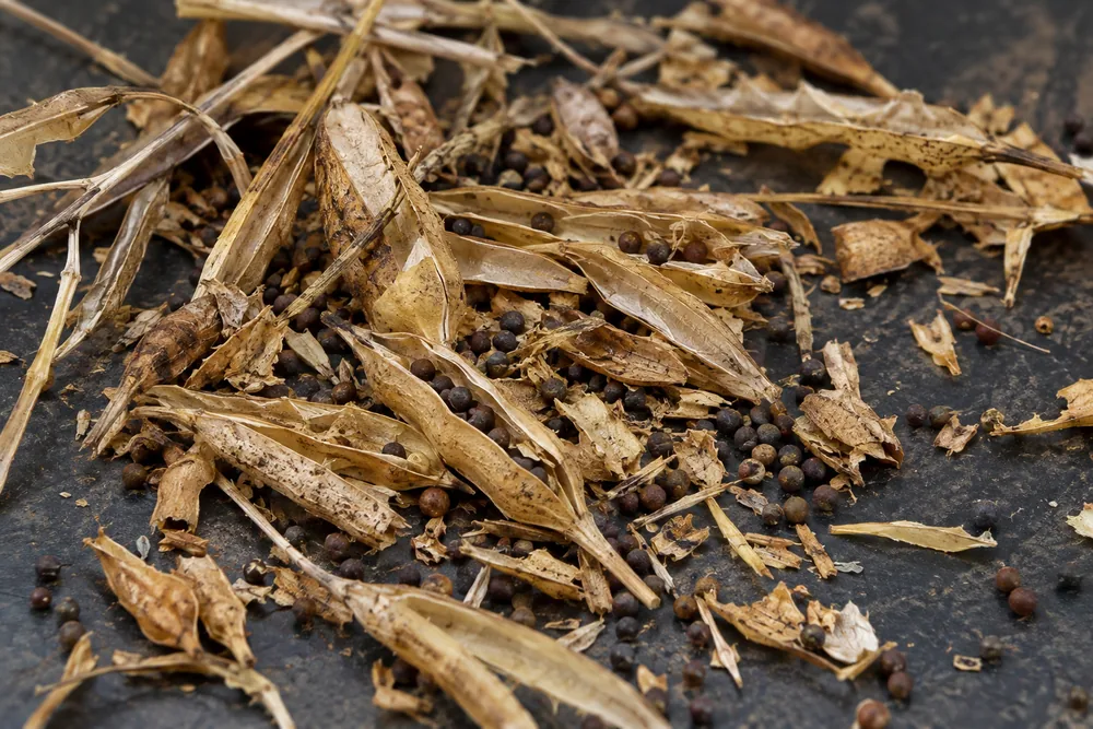 Dry mustard husk and seed pods on a dark surface