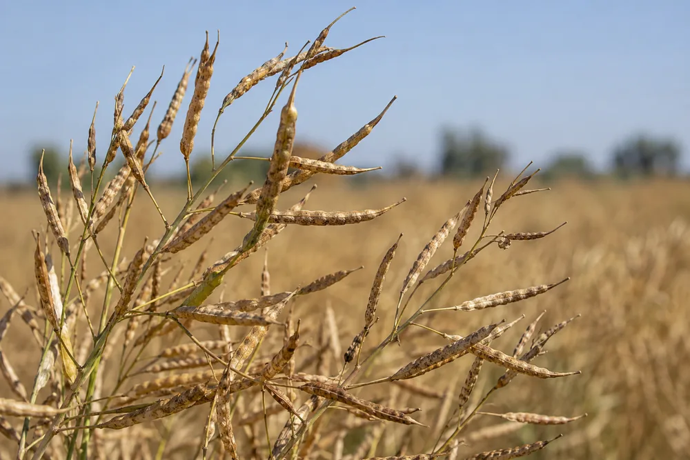 Dry mustard seed pods on the stalk in a Rajasthan field