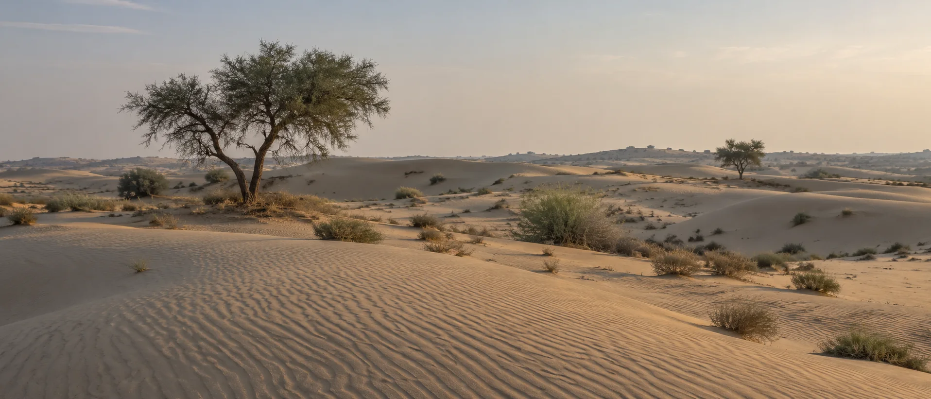 Thar desert sand dunes near Bikaner with sparse scrub and khejri trees in soft afternoon light